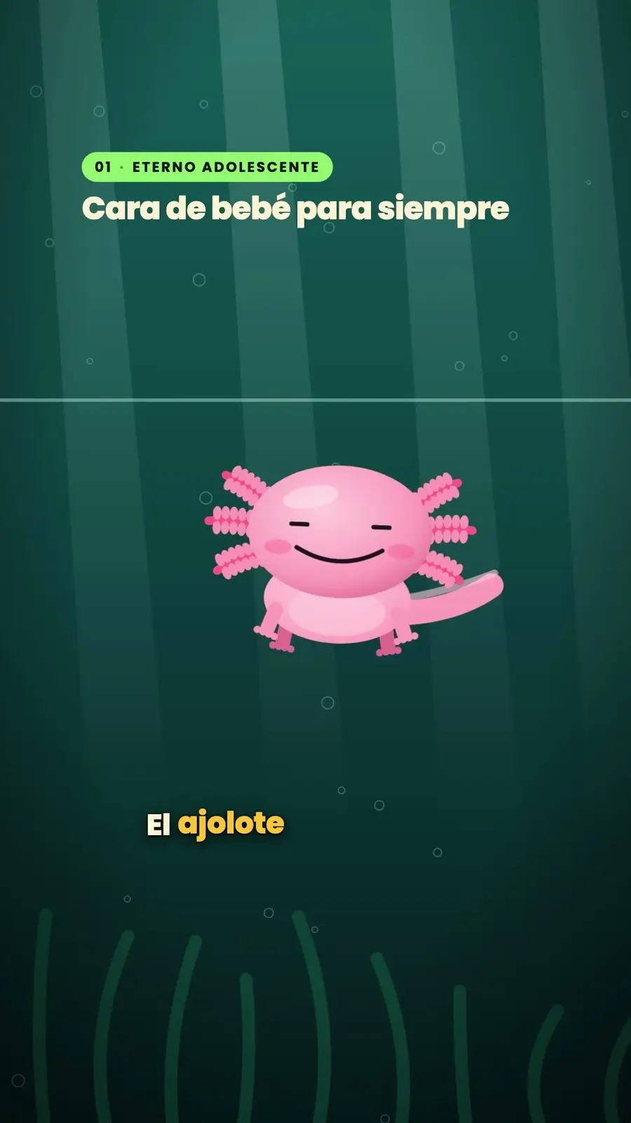 Cuadro 1 de «El ajolote, el que se regenera»
