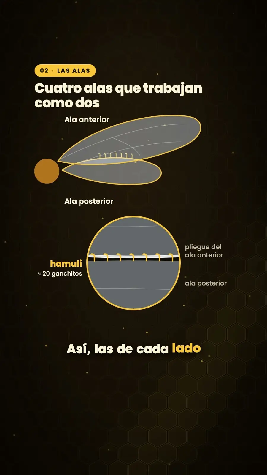 Cuadro 2 de «¿Por qué vuelan las abejas?»