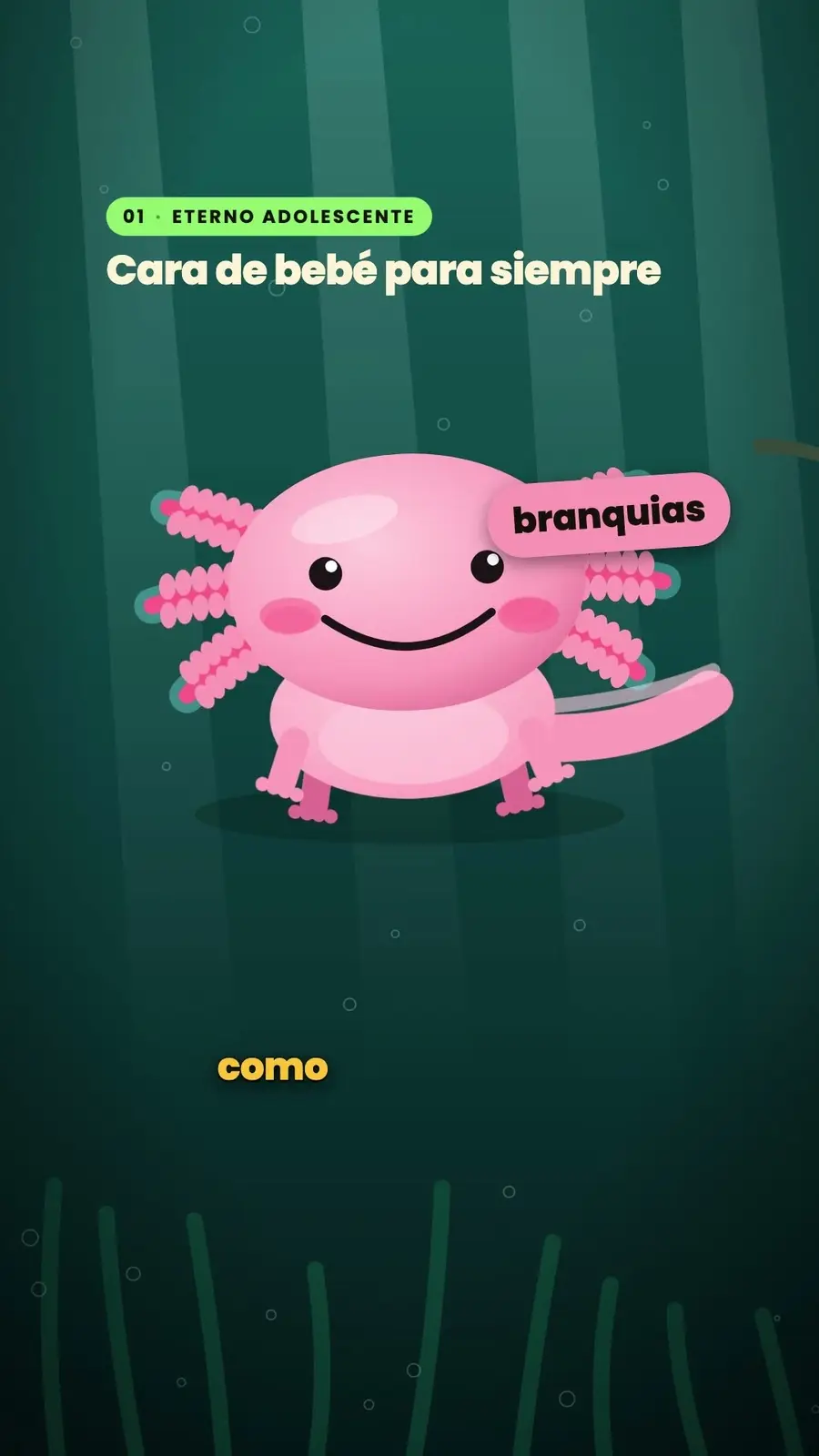 Cuadro 2 de «El ajolote, el que se regenera»