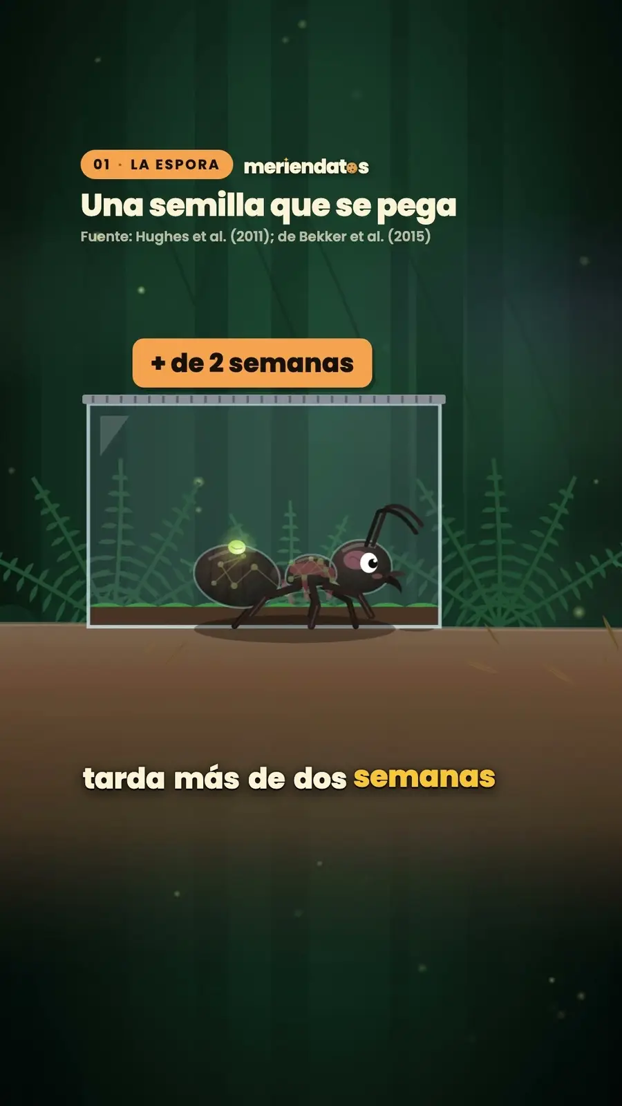 Cuadro 2 de «Hormigas zombi: el hongo que controla a una hormiga»