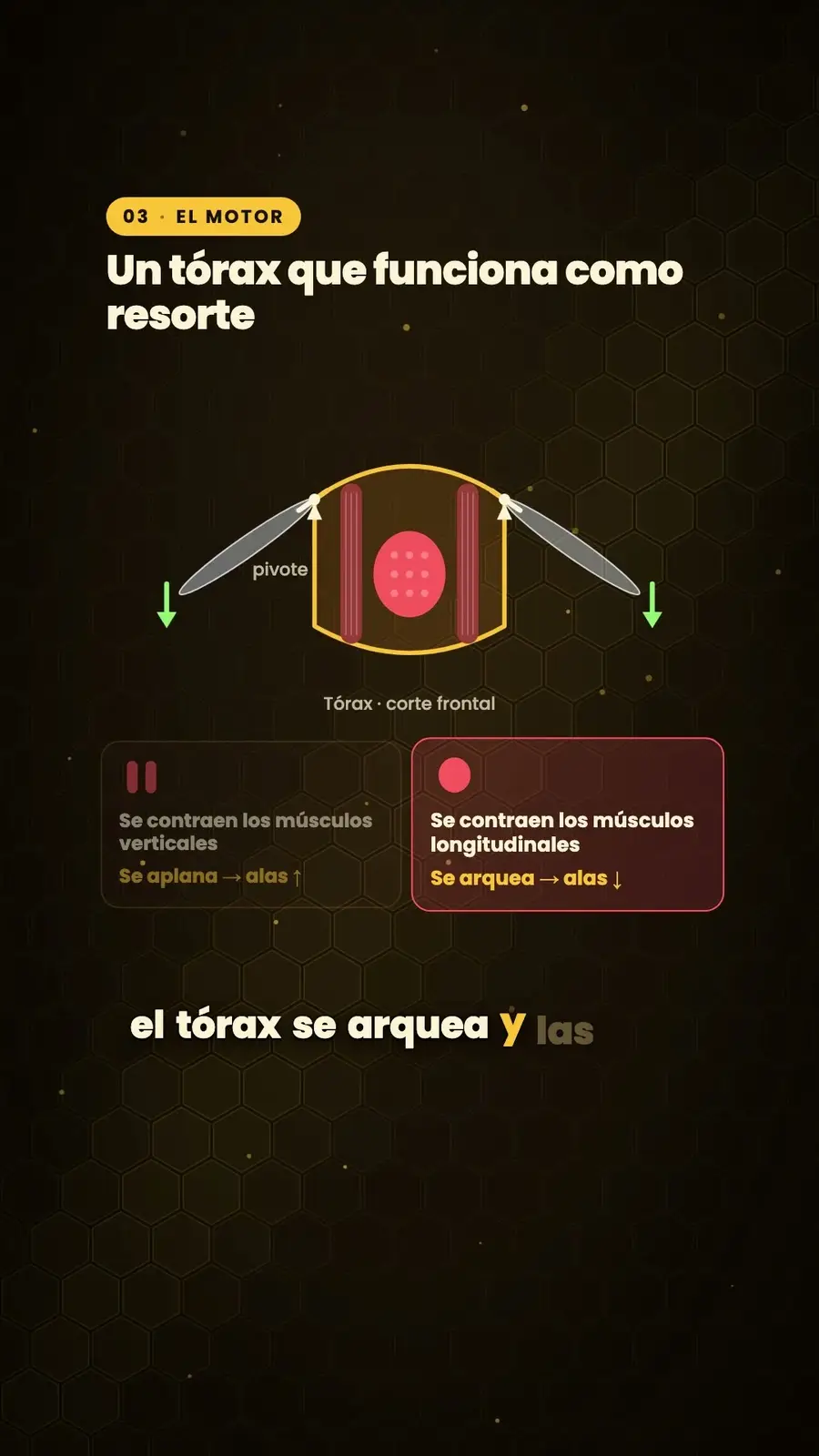 Cuadro 3 de «¿Por qué vuelan las abejas?»