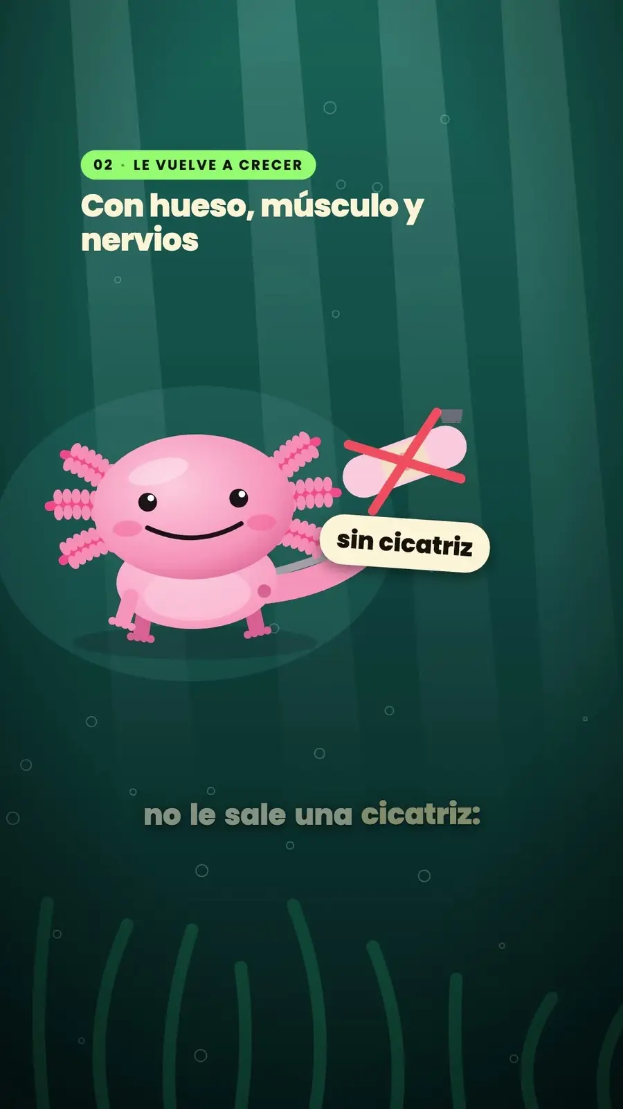 Cuadro 3 de «El ajolote, el que se regenera»