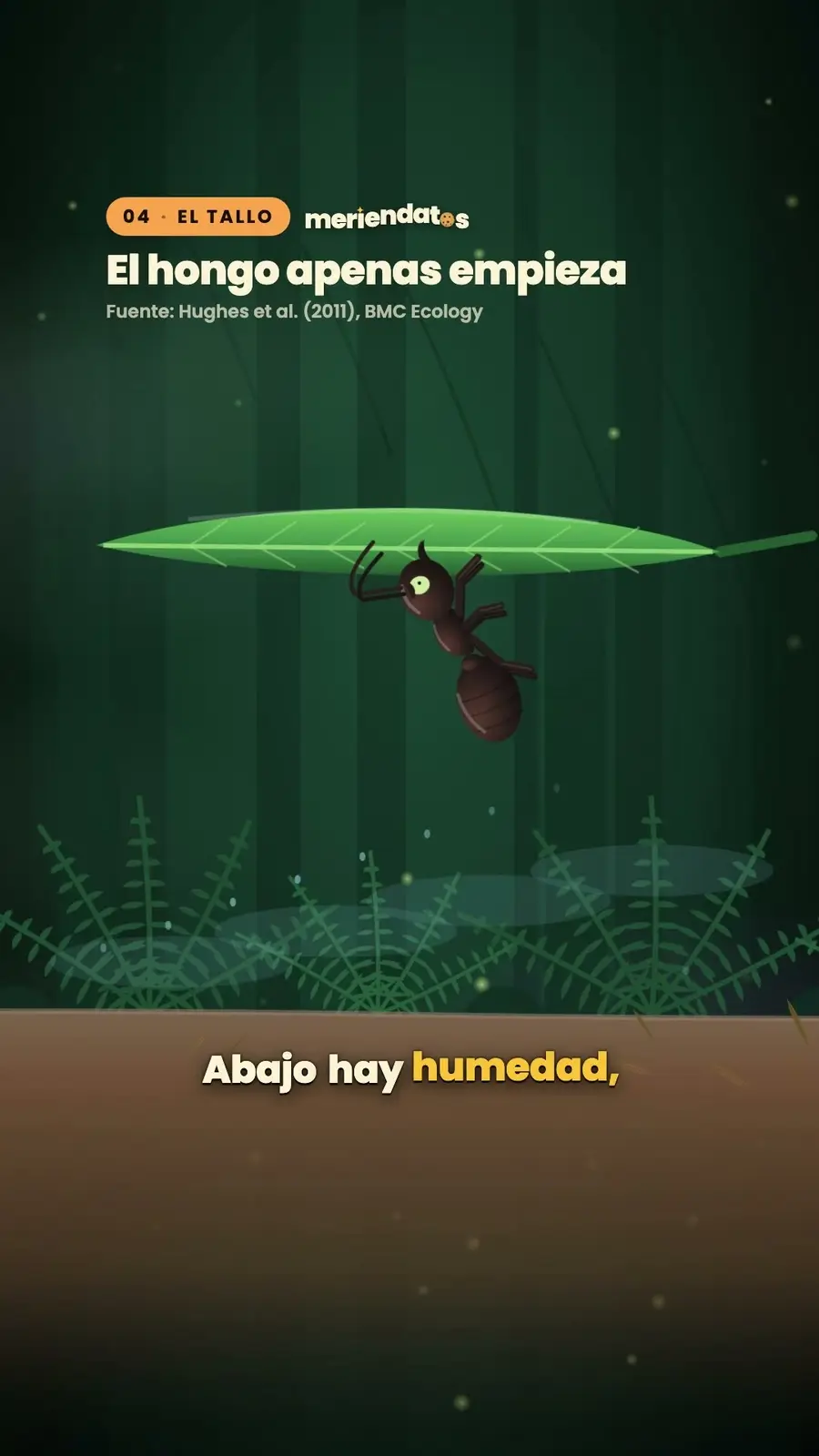 Cuadro 4 de «Hormigas zombi: el hongo que controla a una hormiga»
