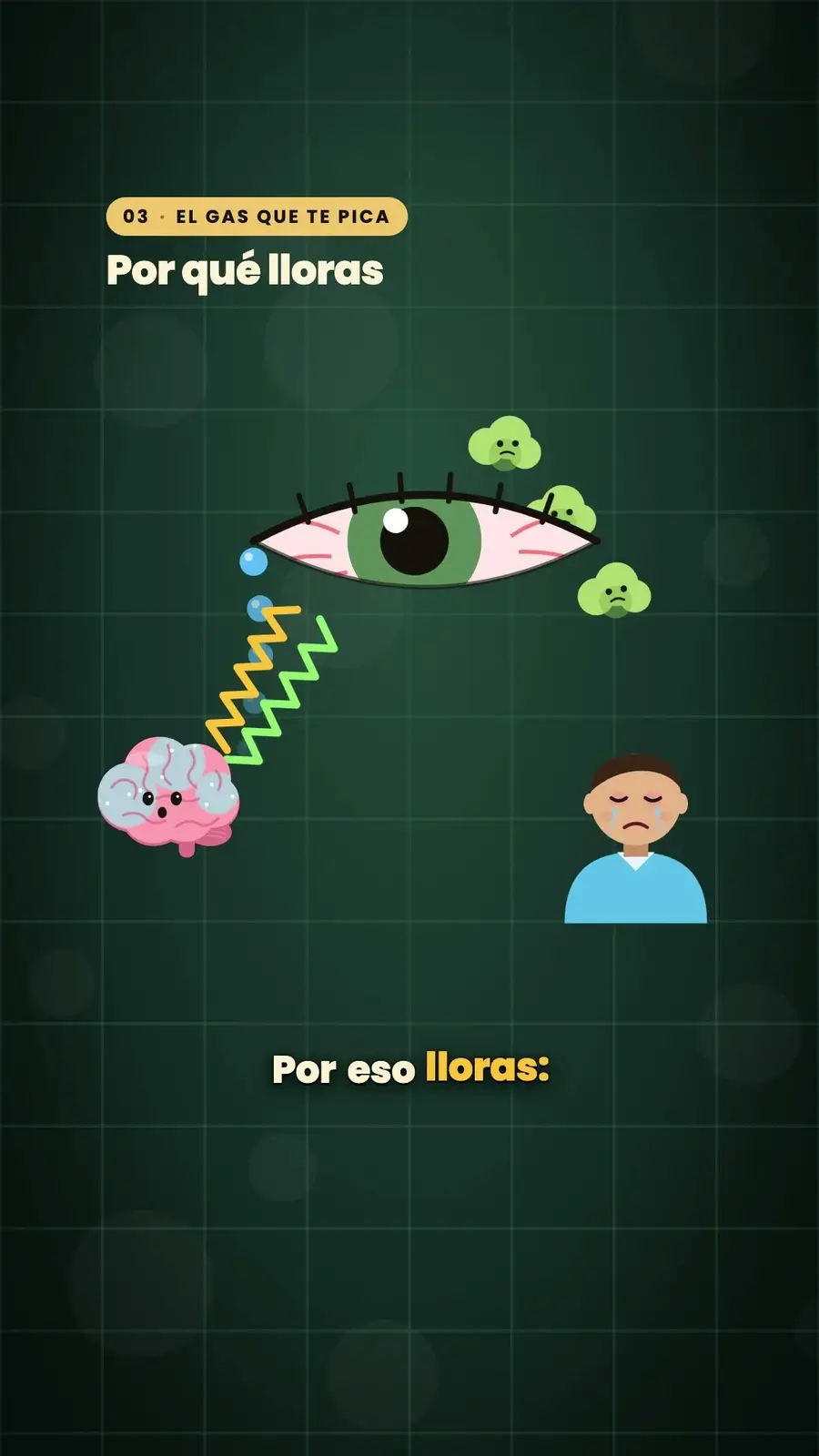 Cuadro 4 de «¿Por qué la cebolla te hace llorar?»