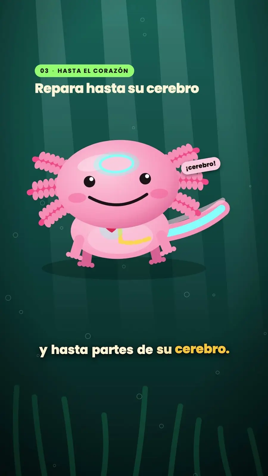 Cuadro 4 de «El ajolote, el que se regenera»